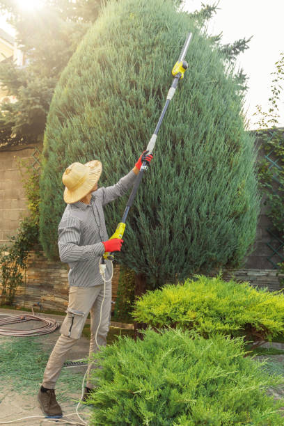 Best Tree Pruning Services  in Cave Spring, VA